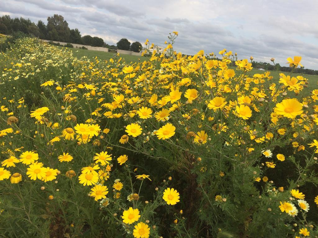 Tenuta Monaci La Murra Carmiano  エクステリア 写真